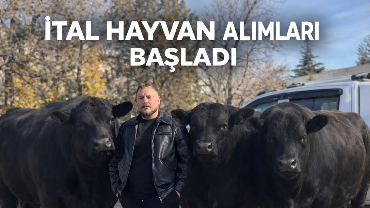 ANGUS ALIMLARI AÇIKLANDI~İTHAL HAYVAN GETİRECEKLER İZLESİN~BU İŞTE PARA VAR 