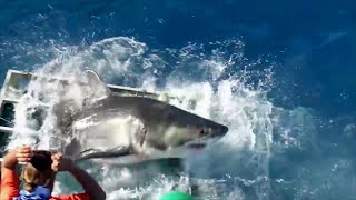 Excited for SHARK WEEK? Check Out The Top Shark Home Videos Excited for SHARK WEEK? Check Out The Top Shark Home Videos