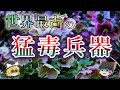 世界最古の植物兵器「クリスマスローズ」【ゆっくり解説】