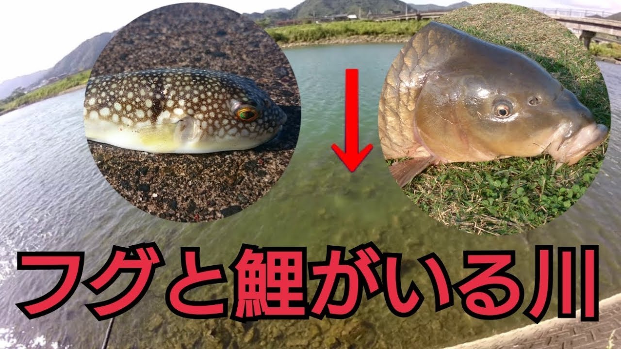 鯉とフグが居る川で釣りしました Youtube