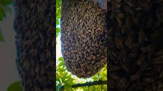 Swarming Bees? Catch From Tree? shorts honey bee youtubeshorts gbmountainhoney catch