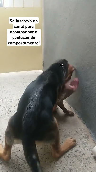 Filhote de Pit Bull desvio de comportamento como resolver?#pitbull #cães #filhote#American Bully