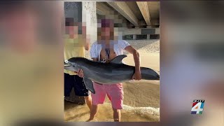 Report indicates young dolphin seen being held in viral photo may have been sick, expert says