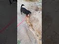 A cadela e a Pedra