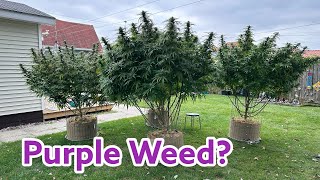 Purple Weed - It’s Fall - Garden Update