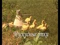 Мускусные утята. Выращивание.