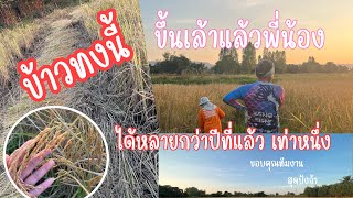 ปีนี้สุดปัง ได้ข้าวหลายกว่าปีที่แล้ว 1 เท่า พันธุ์ข้าวกลีบเดียว @banSsangtong