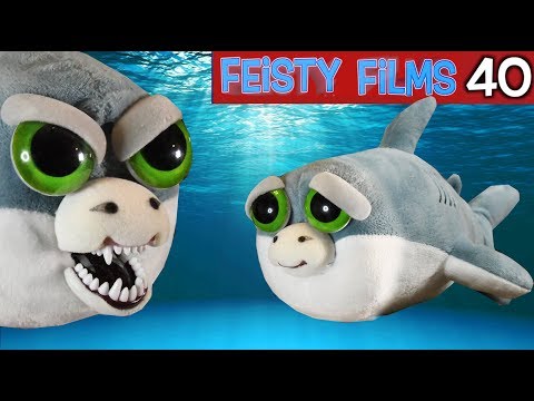 feisty pet shark