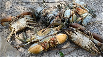 MỘT NGÀY 2 ANH EM VÀO RỪNG NGẬP MẶN ĐỂ BẮT CUA