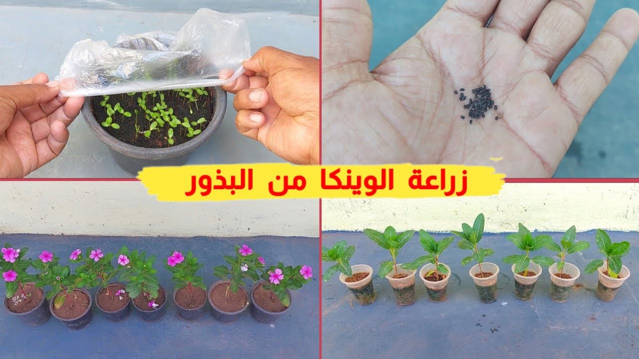 أفضل طريقة لزراعة الوينكا من البذور حتي الأزهار فيديو مفصل بكل بساطه