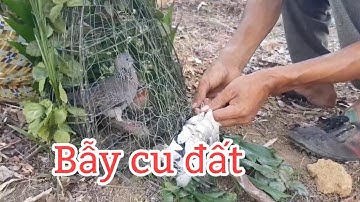 Vlog#5: Thử Thách 1 Ngày Trên Rẫy & Bẫy Chim Cút Nướng