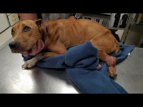 Video: Paw suunatud koerale