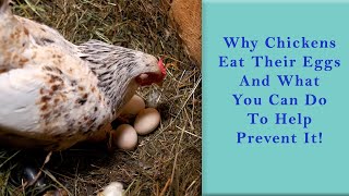 Why Chickens Eat Their Eggs and What You Can Do to Help Prevent It!