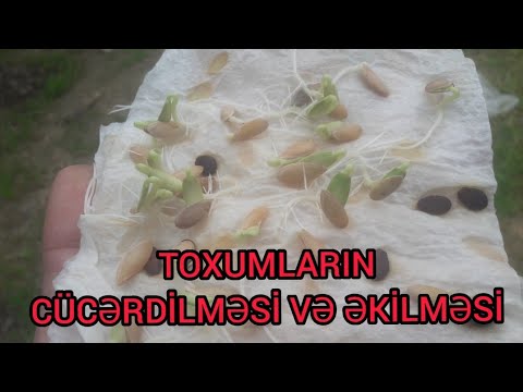 Video: Toxumlardan Kaktus Yetişdirmək - 2