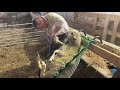 Birka körmölése székben - hoof trimming of sheep in chair