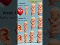 Best week of Baby ultrasound scan sss #weekspregnant #pregnancyjourney #baby #3danimation #babyscan