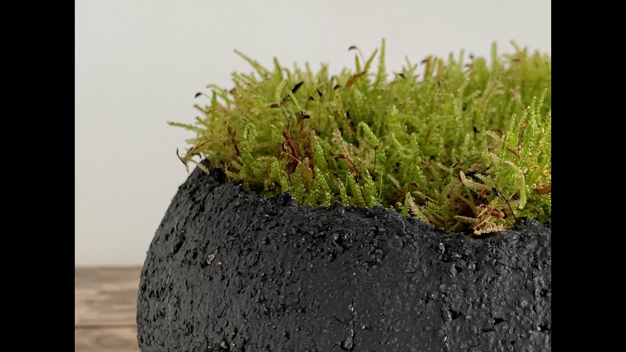 How to Make a Moss Bowl with Live Moss