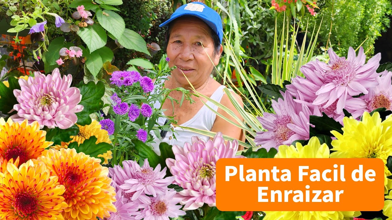 LA PLANTA que no NECESITA ningun ENRAIZANTE - ENRAIZA facilmente tus CRISANTEMOS