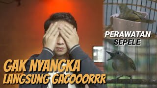 Langsung GACOR terapi perawatan burung SRDC Sikatan Rimba Dada Coklat Sangat mudah dan murah