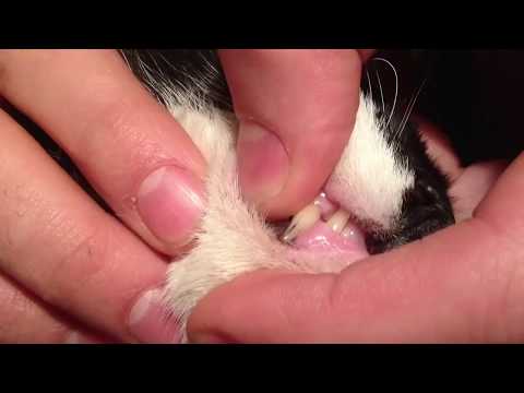 How to Get Rid of Cystic Acne on Cat Chin