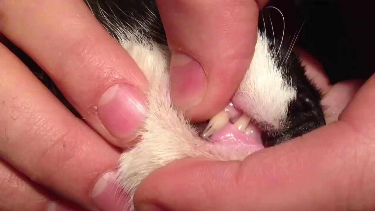 How to Get Rid of Cystic Acne on Cat Chin YouTube