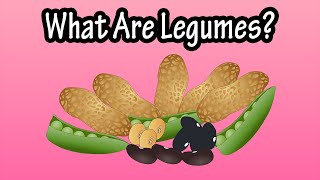 What Are Legumes - Health Benefits Of Legumes And The Different Types Of Legumes