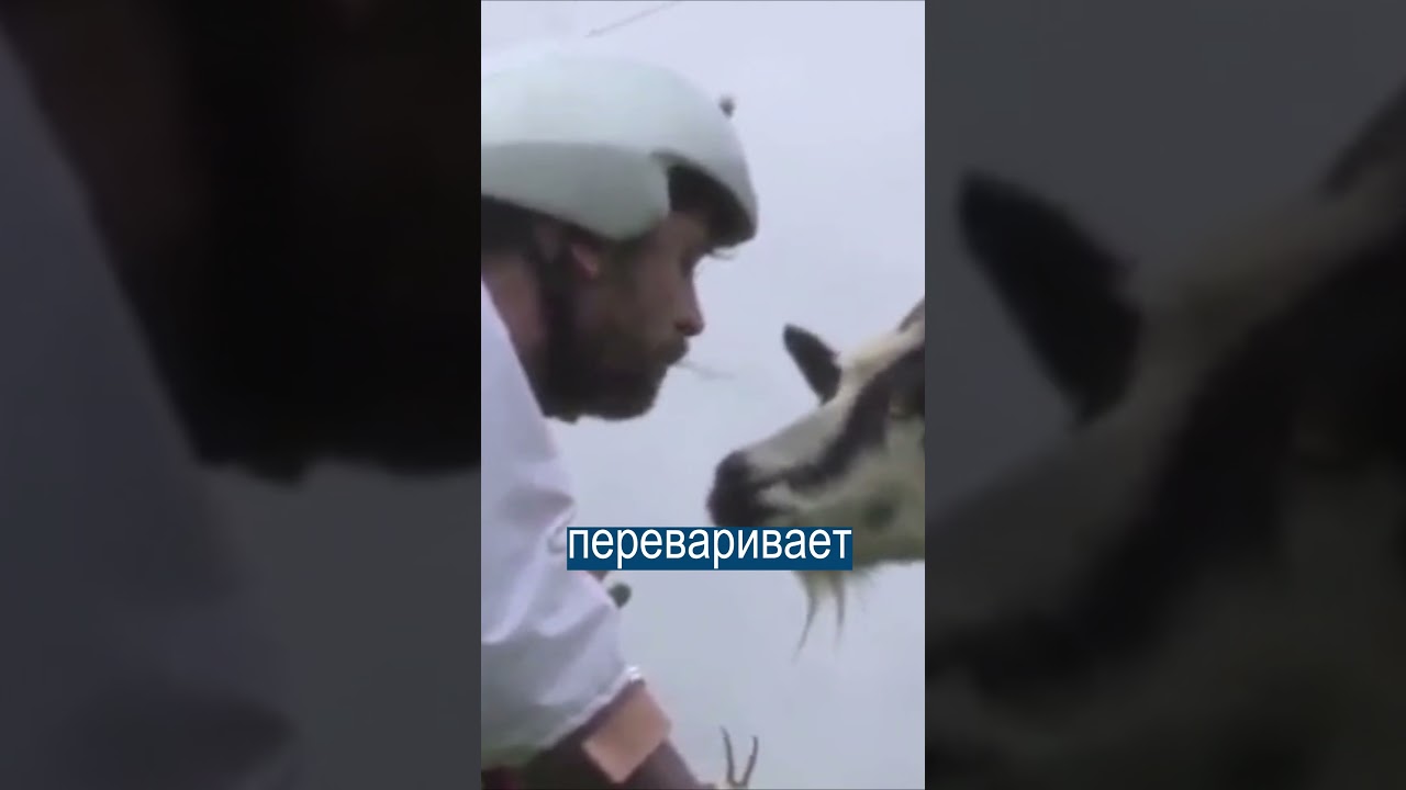 Предводитель Квадроберов Стал Горным Козлом