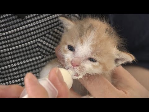 岡山市で子猫の世話をするボランティアの養成講座　参加者が授乳などの方法を学ぶ