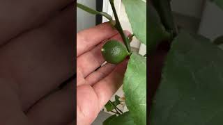 LEMON TREE UPDATE