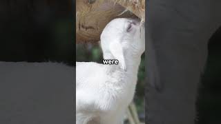 Why Egg Laying Animals Lack Belly Button!