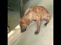 An innocent dog puppy