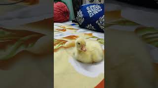 Say Mashallah Geeseling Baby. To The World Love