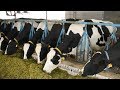Visit to progressive dairy farm Moga Punjab I Gurmeet Dairy Farm I Holstein Friesian cow