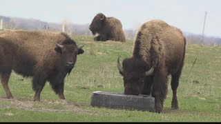 Bison At Kankakee Sands Play Major Role In Species Conservation