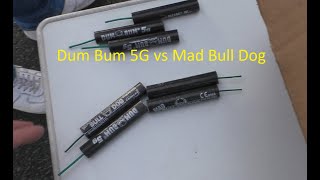 Mad bull dog vs dum bum 5g