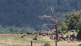 Vulture Feeding Place At Dadia-Lefkimi-Soufli Forest National Park, Greece, June 2017