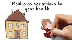 Mold damage insurance claims in Miami, Florida. 305-716-8754