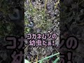 ψラルバァハンターψ生き餌が食べたくなったらお散歩がてら…🦎　Larva VS Japanese lizard