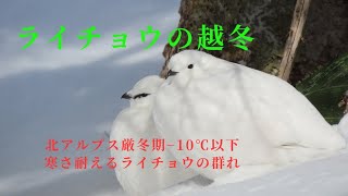 【希少映像】越冬地でのライチョウ、寒さに耐える感動の映像。