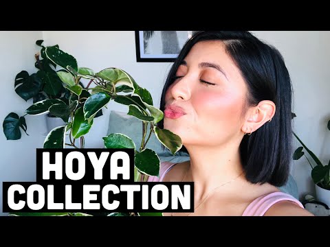My Hoya Collection | Hoya Plant Collection