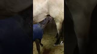 Tiempos normales en el parto de una yegua #yegua #potro #caballos #veterinario #mvz