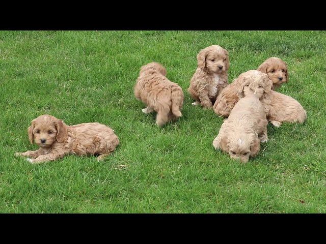 Spring video thumbnail