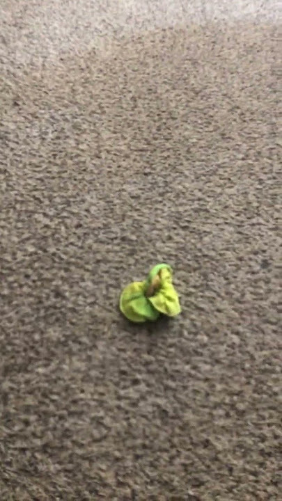 Every time I set down a hair tie #hairagain #fashion