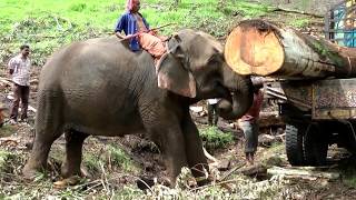 THE ELEPHANT AT WORK !.   HD...avi