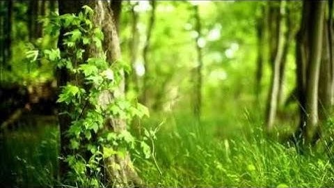 تلاوة خاشعة ومؤثرة جداً.. مزمار من مزامير ال داوود.