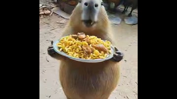 Chicken macaroniiiiiiiiii #capybara  #canada #capybaracan #ai #aivideo