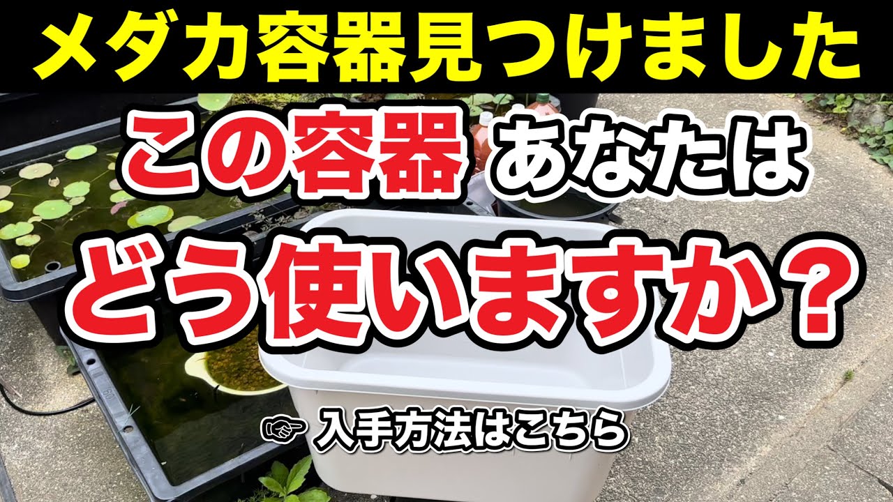 メダカ容器見つけました！この容器あなたはどう使いますか？ - YouTube