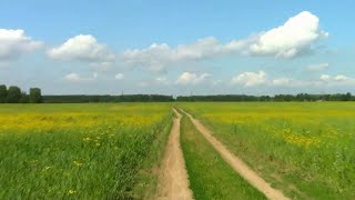 Лето деревенской Красоты за поселком Васильево.