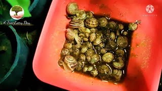 فكره مبتكره لاصطياد الحلزون - البزاق- | getting rid of snails and slugs