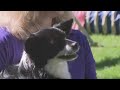Ellicott City dog Nimble wins Westminster Dog Show agility contest